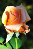4852 rose