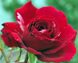 4870 Centinial Rose