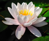 5747 Water Lily