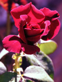 5705 red rose