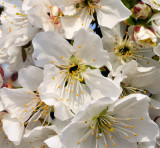 10529 Almond flowers