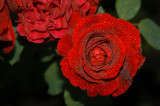 Deep red rose