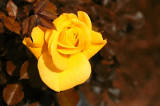 Yellow RosecBarry ailetcher
