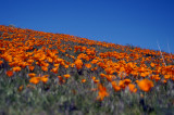 Field of poppys slant backgroundcBarry Ailetcher