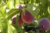 Peaches on a branch.cBarry Ailetcher