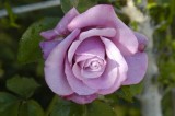 Rose Show-41.jpg