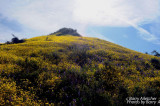 Field of Lupins and Mustard