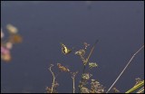 Swallowtail (Papilio machaon) Crete sept-07