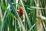 RED BISHOP