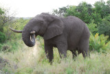 ELEPHANT SPRAYING WATER INTO HIS MOUTH 2