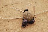 DUNG BEETLE