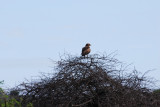 BROWN SNAKE EAGLE 1