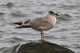 Gråtrut - Herring Gull (Larus argentatus)