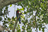 Black bee-eater - (Merops gularis)