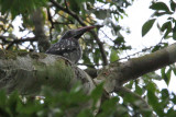 Black dwarf hornbill - (Tockus hartlaubi)