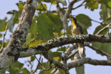Yellow-throated cuckoo - (Chrysococcyx flavigularis)