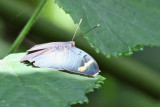 Butterfly sp