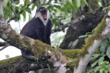 LHoests monkey - (Cercopithecus lhoesti)