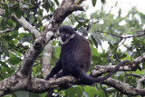 LHoests monkey - (Cercopithecus lhoesti)