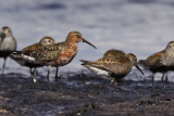 Spovsnppa - Curlew sandpiper (Calidris ferruginea)