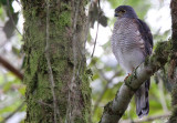 African goshawk - (Accipiter tachiro)