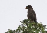 Western banded snake-eagle - (Circaetus cinerascens)
