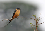 090210 Rufous-chested swallow - (Hirundo semirufa)