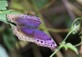 Blue Salamis Butterfly - (Salamis temora)
