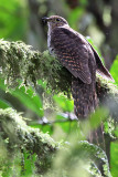 Dusky long-tailed cuckoo - (Cercococcyx mechovi)