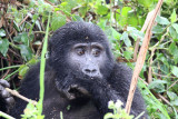Eastern gorilla - (Gorilla berengei)
