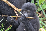 Eastern gorilla - (Gorilla berengei)