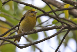 Yellow-crowned Canary - (Serinus flavivertex)