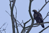 Kungsörn - Golden Eagle (Aquila chrysaetos)
