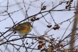 Blstjrt - Red-flanked Bluetail (Tarsiger cyanurus)