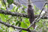 Barred long-tailed cuckoo - (Cercococcyx montanus)