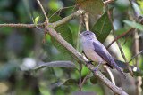 White-eyed slaty flycatcher - (Melaenornis fischeri)