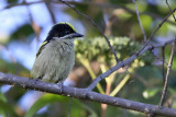 Western tinkerbird - (Pogoniulus coryphaeus)