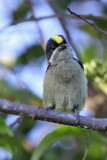 Western tinkerbird - (Pogoniulus coryphaeus)
