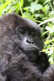 Eastern gorilla - (Gorilla berengei)