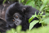 Eastern gorilla - (Gorilla berengei)