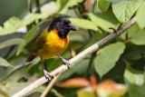 Strange weaver - (Ploceus alienus)