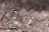 Mindre strandpipare - Little Ringed Plover (Charadrius dubius)