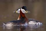 Gråhakedopping - Red-necked Grebe (Podiceps grisegena)