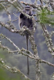 Blue monkey - (Cercopithecus nitis)