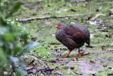 Handsome francolin - (Francolinus nobilis)