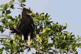 Long-crested eagle - (Lophaetus occipitalis)