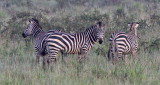 Burchells zebra - (Equus burchellii)