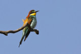 European bee-eater - (Merops apiaster)