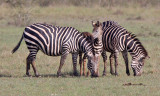 Burchells zebra - (Equus burchellii)