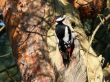 Strre hackspett - Great Spotted Woodpecker (Dendrocopos major)